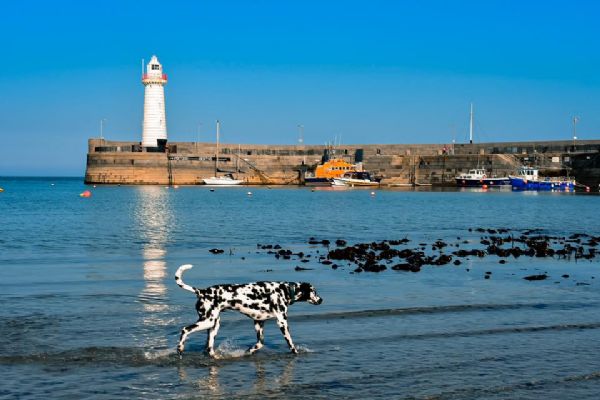 Donaghadee Harbour by Mia Mercer